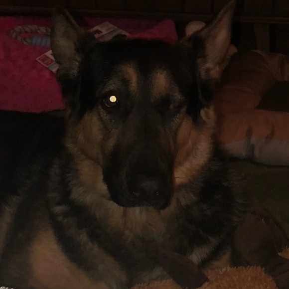 Meet your Posher, Rose - Picture 2 of 8